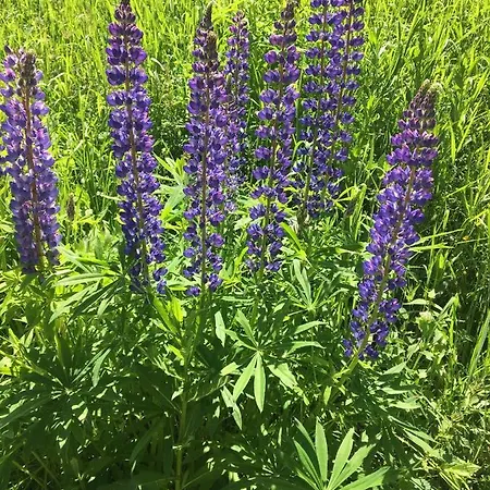 Almhaus Zirbenheim Nicolina