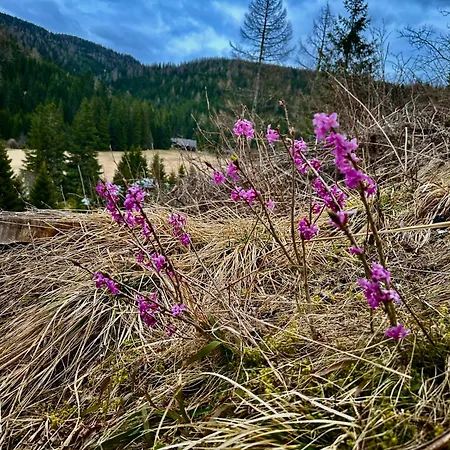 Σπίτι διακοπών Almhaus Zirbenheim Nicolina