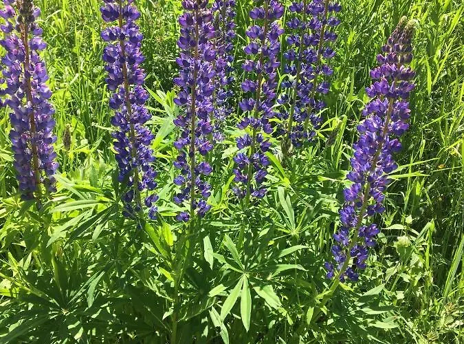 Almhaus Zirbenheim Nicolina