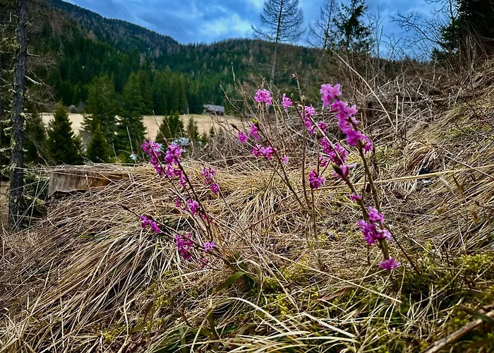 Ferienhaus Almhaus Zirbenheim Nicolina